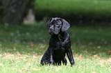CANE CORSO 1208